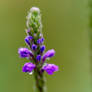 Rain Droplets On Tiny Purple Flower,Straight/Tall2