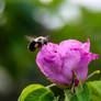 Anybody Home, the Beach Rose and Bee