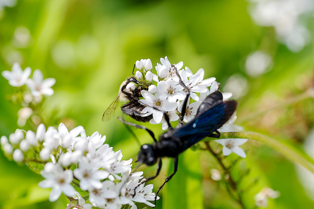 Giant Black Wasp/Bee, Pollinators Sharing Flowers2 by Miss-Tbones on ...