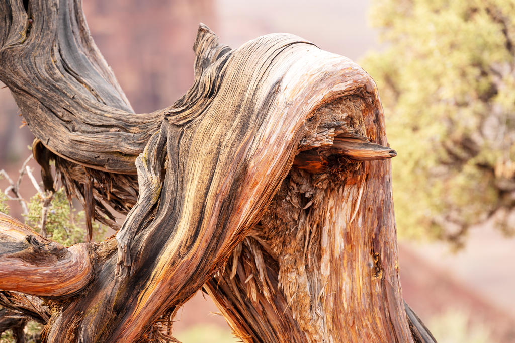 Gnarly Dead Tree Closeup, Utah by Miss-Tbones on DeviantArt