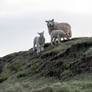 Mama and Baby Lambs On Hill Side, Ireland 4