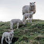 Mama and Baby Lambs On Hill Side, Ireland 5