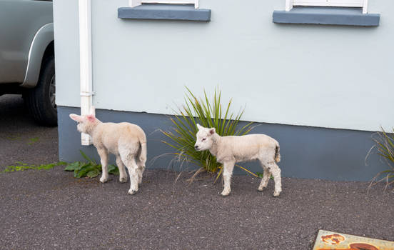 Little Lambs Roaming, Ireland