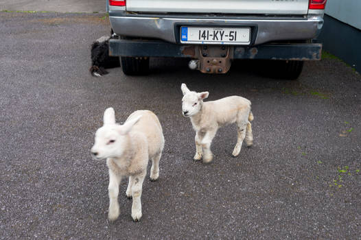 Little Lambs Roaming and Prancing, Ireland