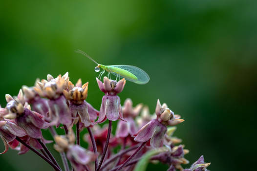 Spit Bubbles and Lace Wings On the Milkweed