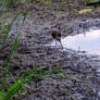 Ibis Nibble In Puddle Waters of Great Meadows 9