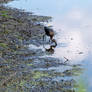 Ibis Nibble In Puddle Waters, the Catch