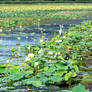 In the Dried Pond Water of Lilly, Blue Herons