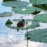 Sitting In the Lilly Pad Pool Nibbling, Duck