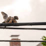 Three's A Crowd, Lovey Morning Doveies 3