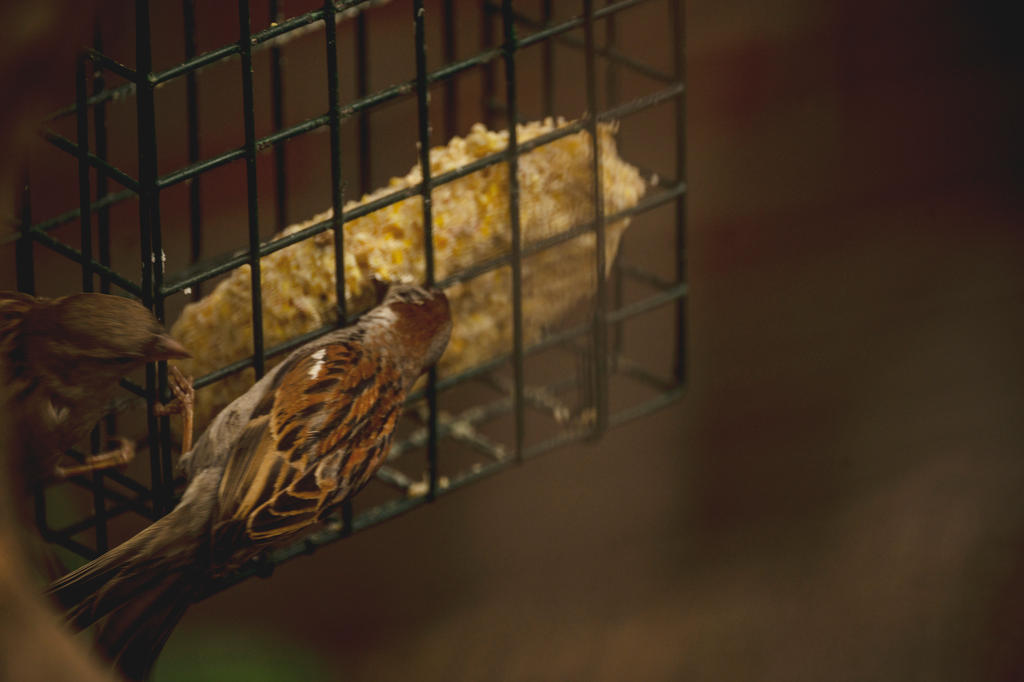 Spying Through Branches Sparrows At Breakfast 3 By Miss Tbones On spying-through-branches-sparrows-at-breakfast-3-by-miss-tbones-on