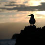 Blue Footed Boobie In Silhouette On Galapagos Rock