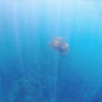 Galapagos Sea Turtle Rising Up In Sunbeams