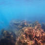 Galapagos Sea Turtle Finding Munchies On Coral