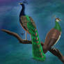 Peacock and Peahen