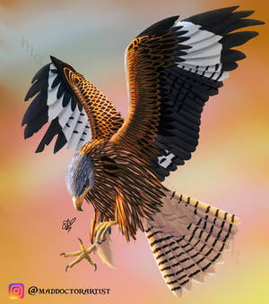 Red Kite