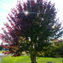 Maple tree in the fall