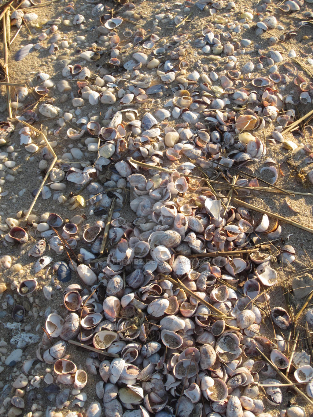 Shelly Shells by ktrombz on DeviantArt