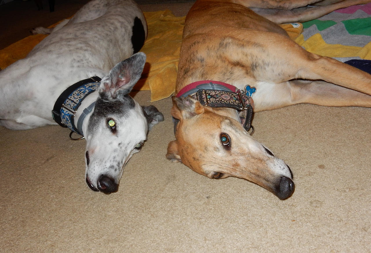 Derps Derping by bmarch on DeviantArt