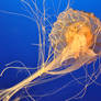 Yellow yellow jellyfish