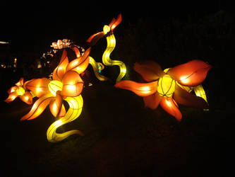 The Lampion