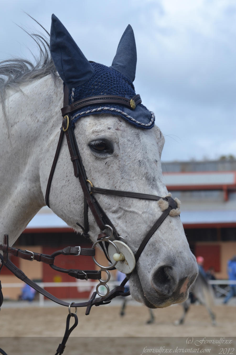 Horse at the Royal Adelaide show