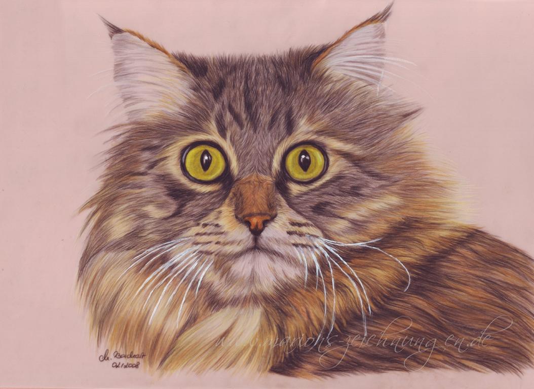 Maine Coon