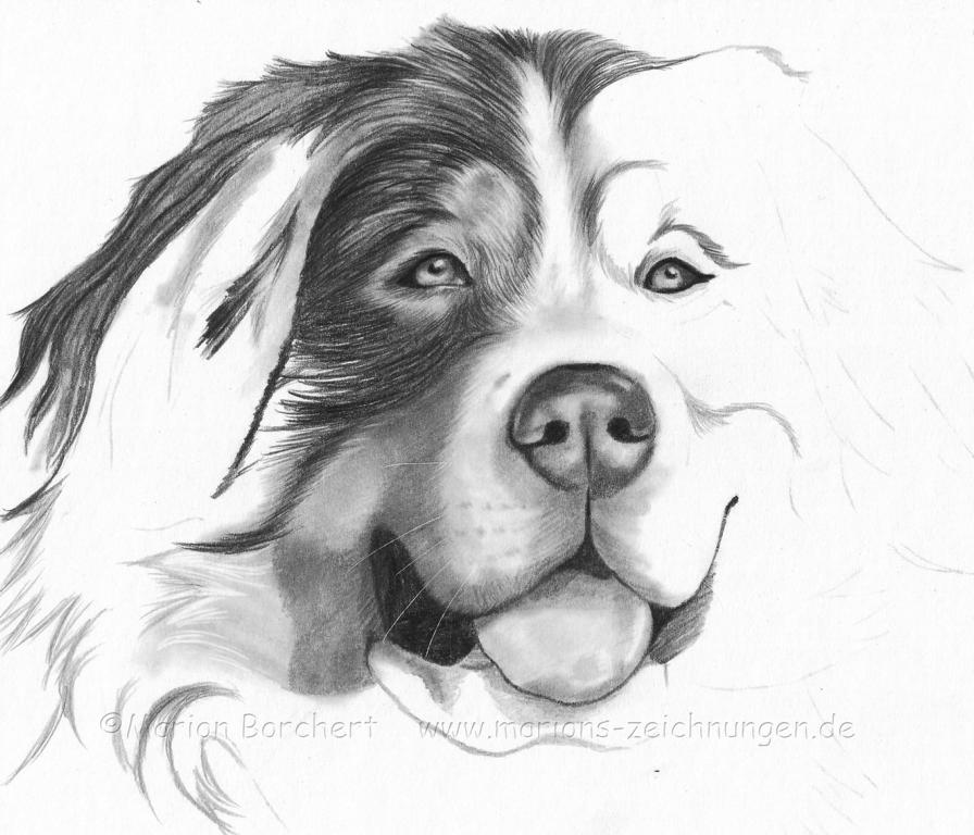 Clara pencil drawing WIP1 by WitchiArt