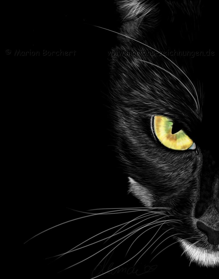 Black cat