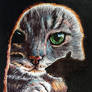 #77 Cat TV