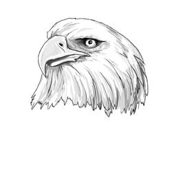 Eagle sketch