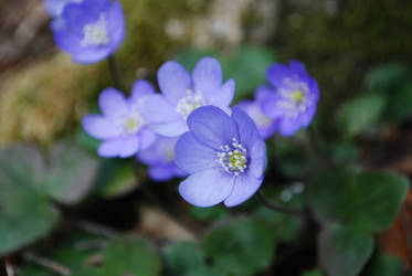 Hepatica.