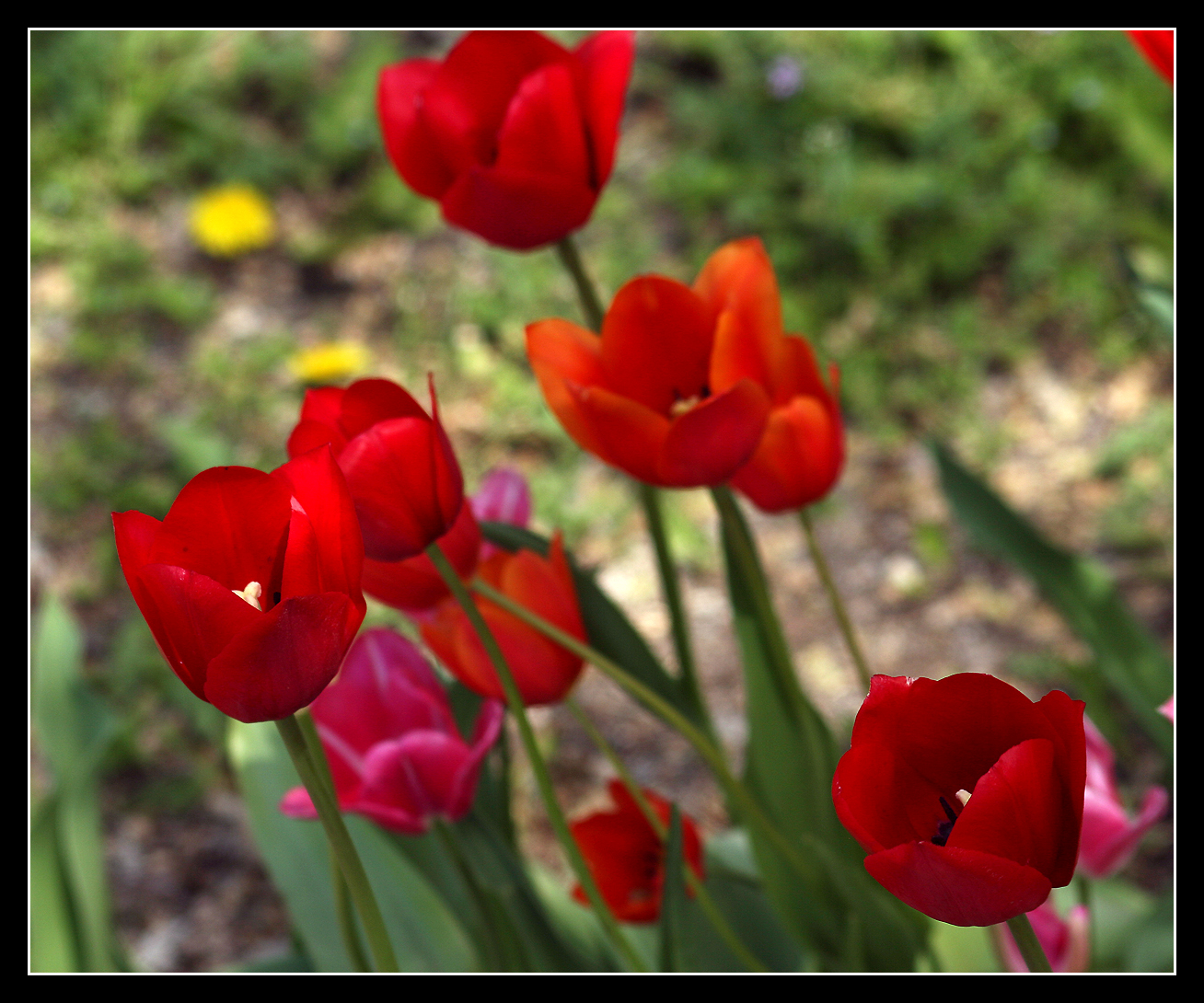 Tulips I