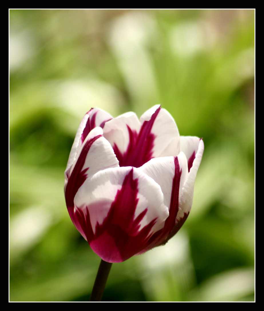 Tulips III