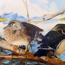 2011 Duck Stamp
