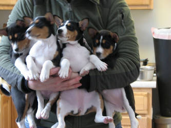 Bundle o Basenjis