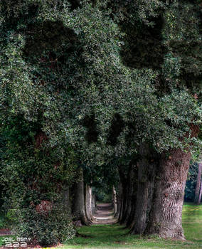 Skull-Trees