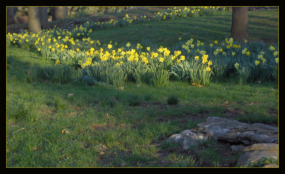 Field of flowers