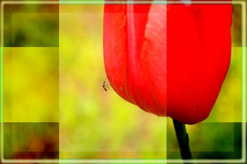 mosquito and tulip