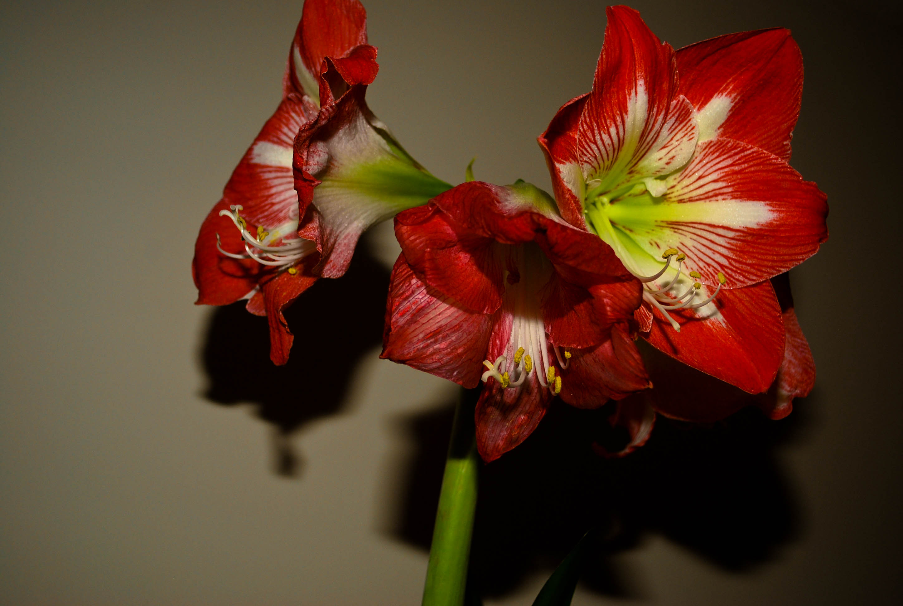 amaryllis