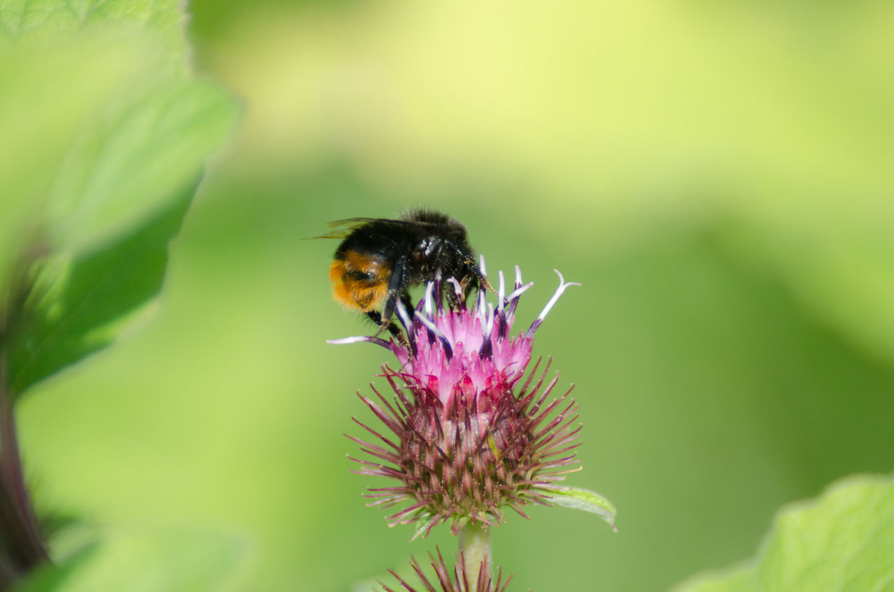 une abeille