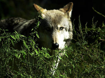 A Calm Stare through the Brush