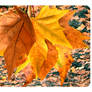 Give me back the Autumn