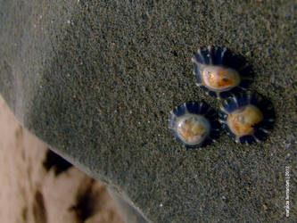 One two three limpets