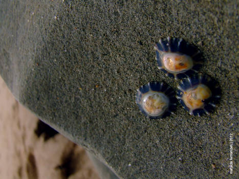 One two three limpets