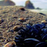 Mussels a limpet and the Rock