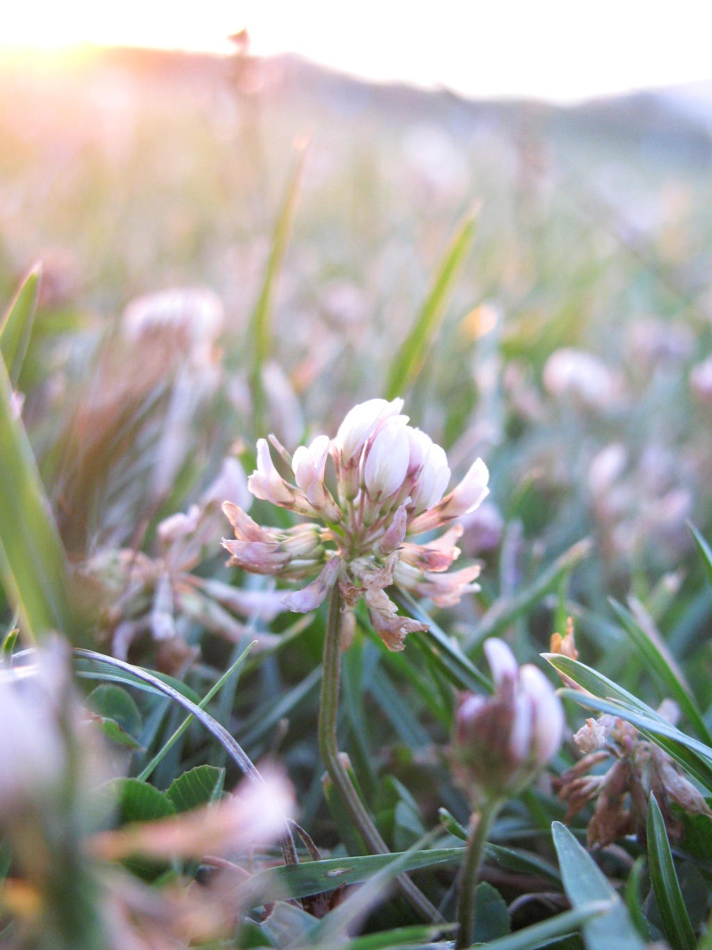 Early flower