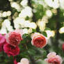 Garden of roses