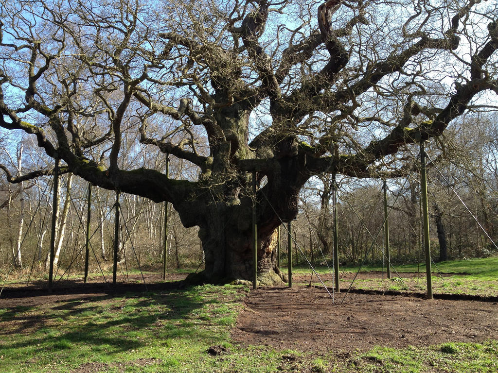 The Major Oak Of Sherwood Forest By MonsterIsland1969 On DeviantArt the-major-oak-of-sherwood-forest-by-monsterisland1969-on-deviantart