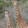 Giraffes